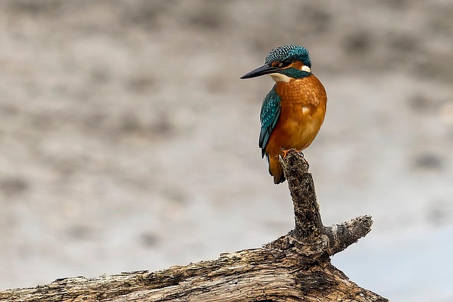 Habitat écologique : les tendances à suivre pour un chez-soi durable