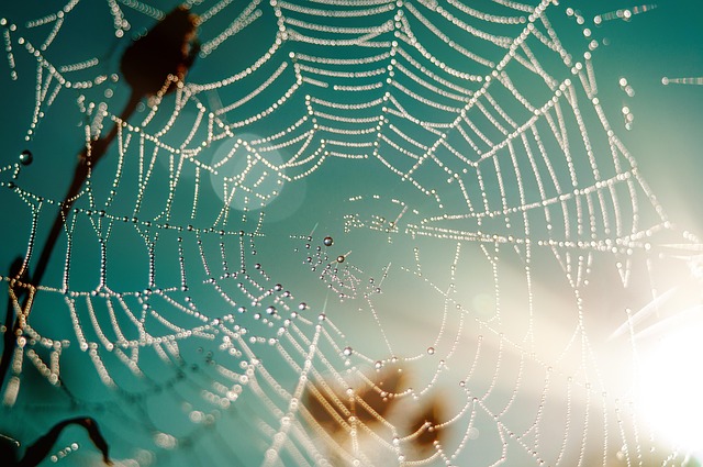 Habitat écologique : comment intégrer la nature dans votre espace de vie ?