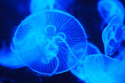 Quel rôle jouent les océans dans la régulation du climat mondial?